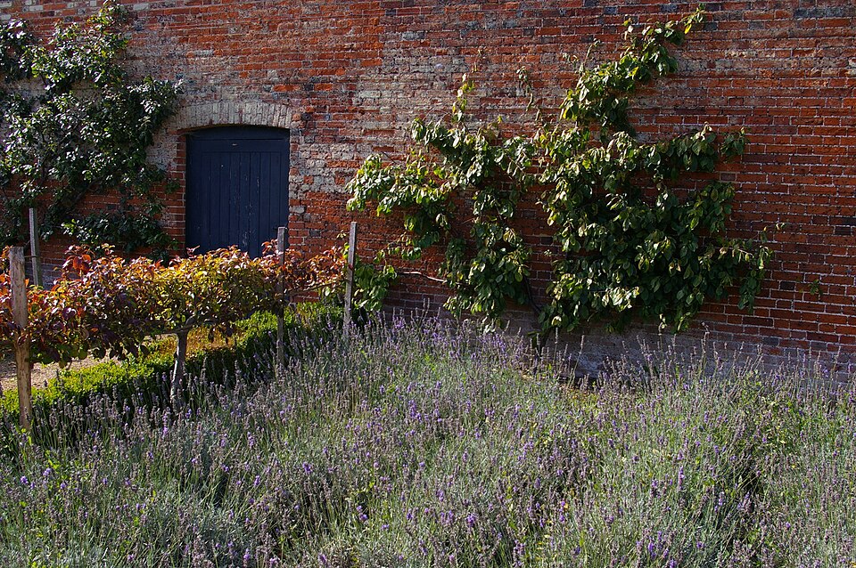 Herbs growing in the walled kitchen garden at Audley End