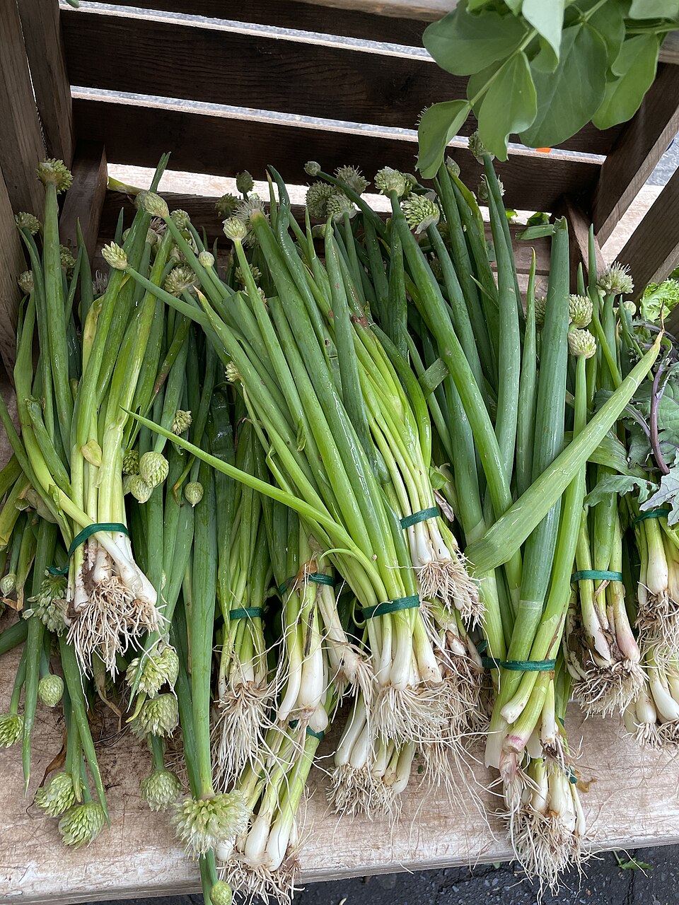 Bunches of fresh spring onions (scallions)