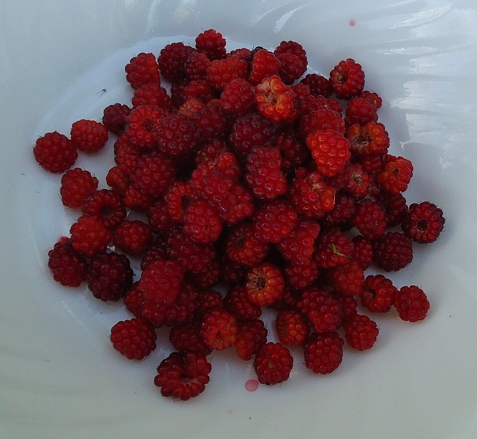 Fresh raspberries in a bowl