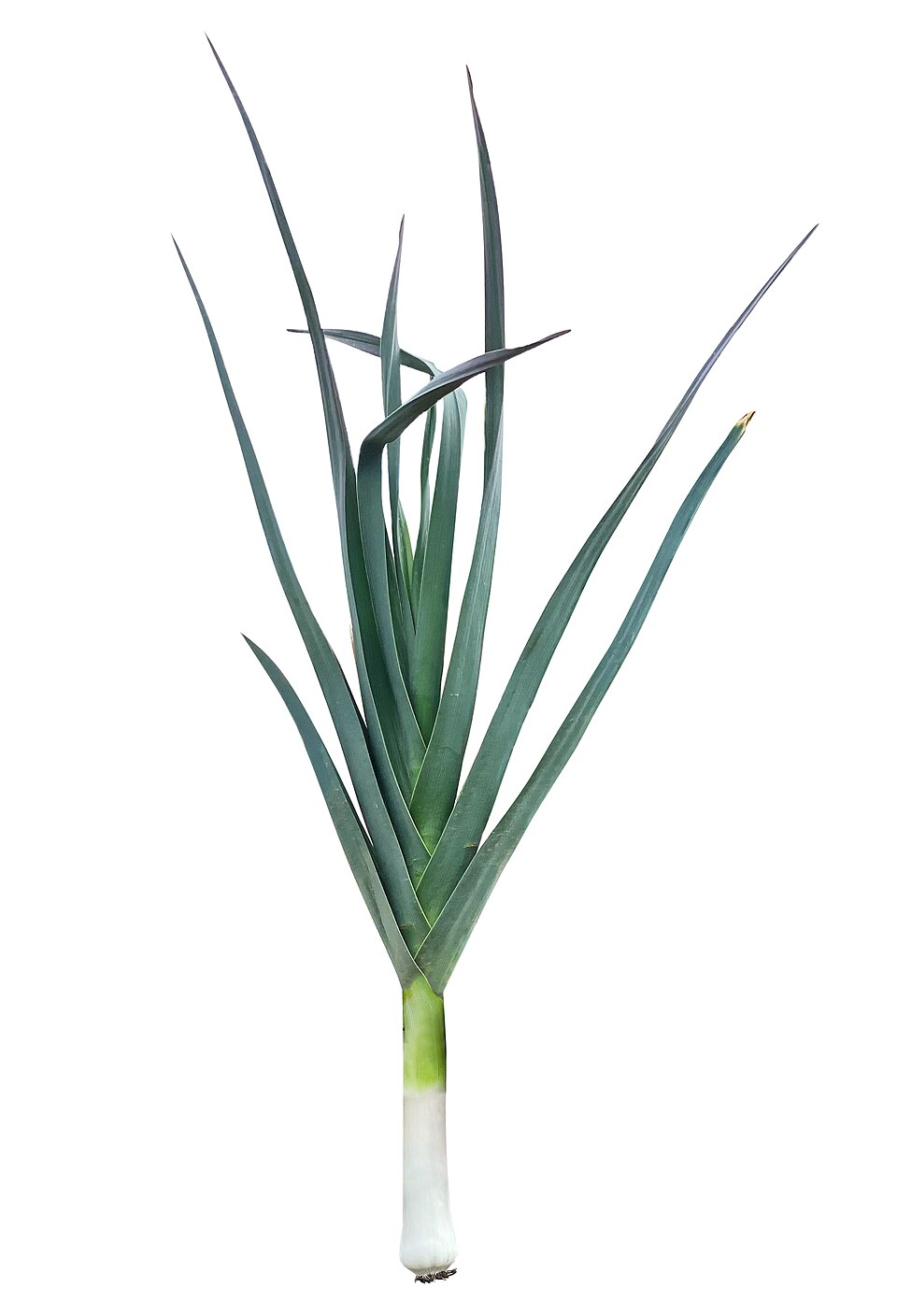 A whole leek